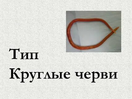 У круглых червей сердце