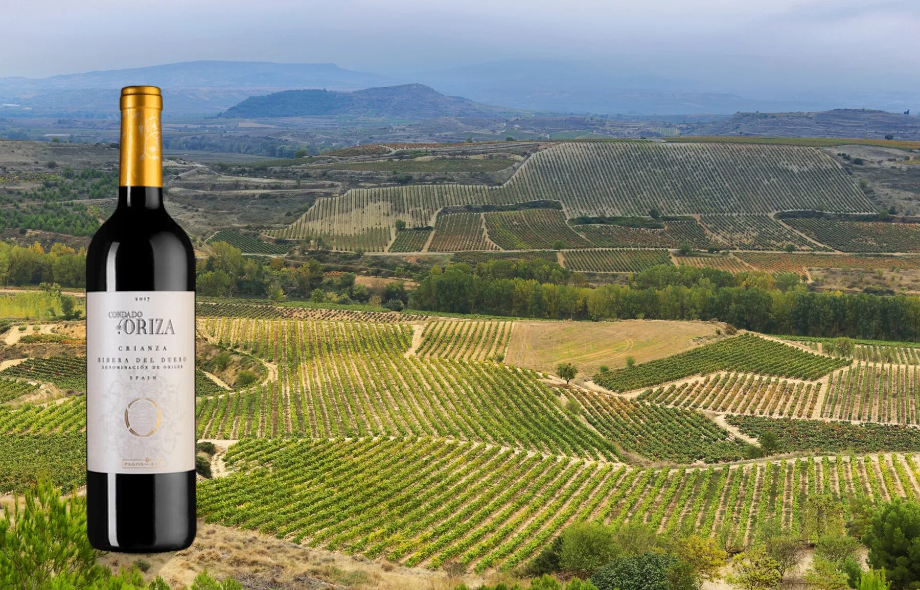 Итальянское вино. Компания винодельческий регион Италии. Регион марке Италия виноделие. Вино недели. Итальянское вино Divo.