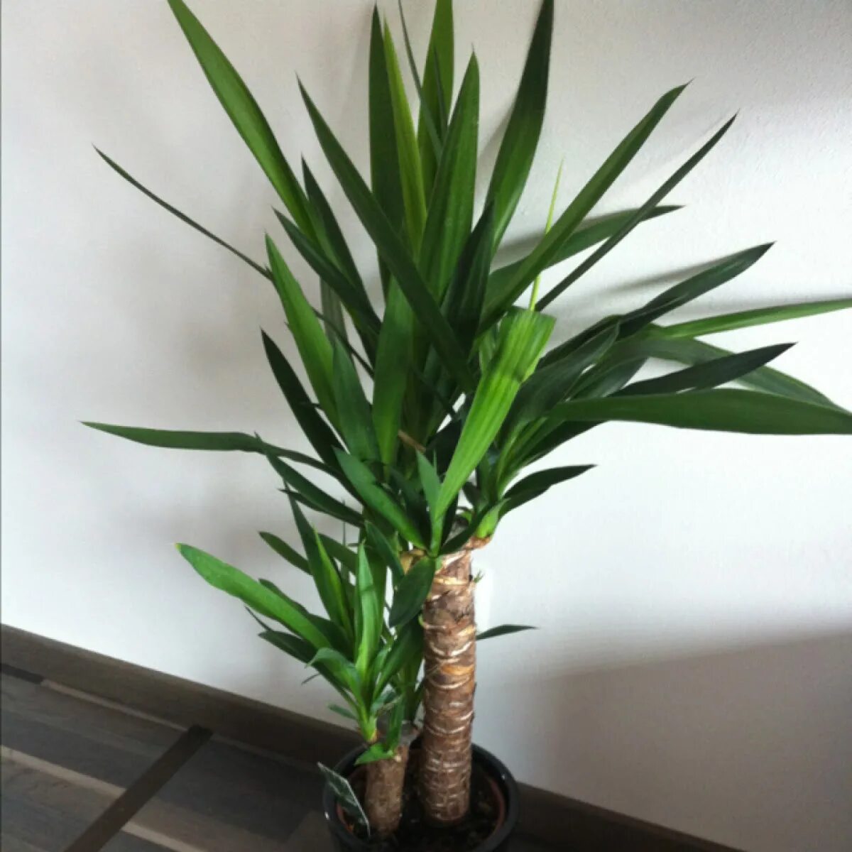 Обрезка юкки. Пальма юкка ростки. Пальма юкка черенкование. Драцена отросток. Обрезка юкки.