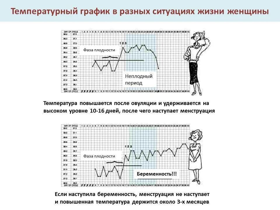У беременных поднимается температура. График бт при беременности до задержки. график базальной температуры не беременной женщины. базальная температура и беременность графики. график базальной температуры при беременности.