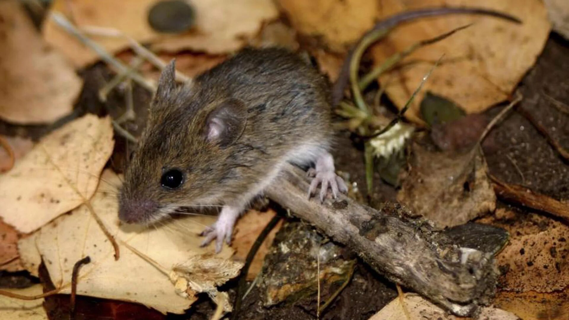 Скорость мыши полевой. Apodemus flavicollis. Желтогорлая мышь. Мышь полевка. Желтогорлая Лесная мышь.