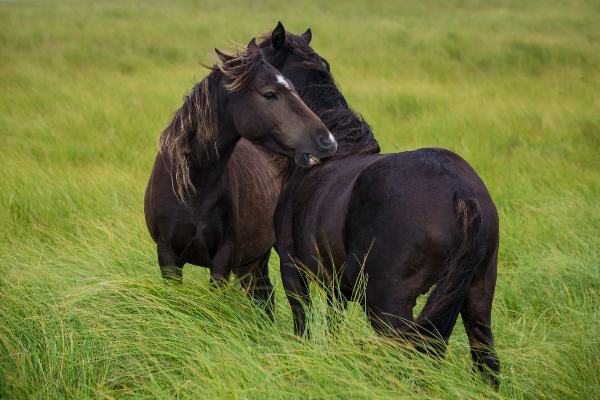 A horse is an animal. Две лошади. Лошади на рабочий стол. Красивые лошади. Пара лошадей.