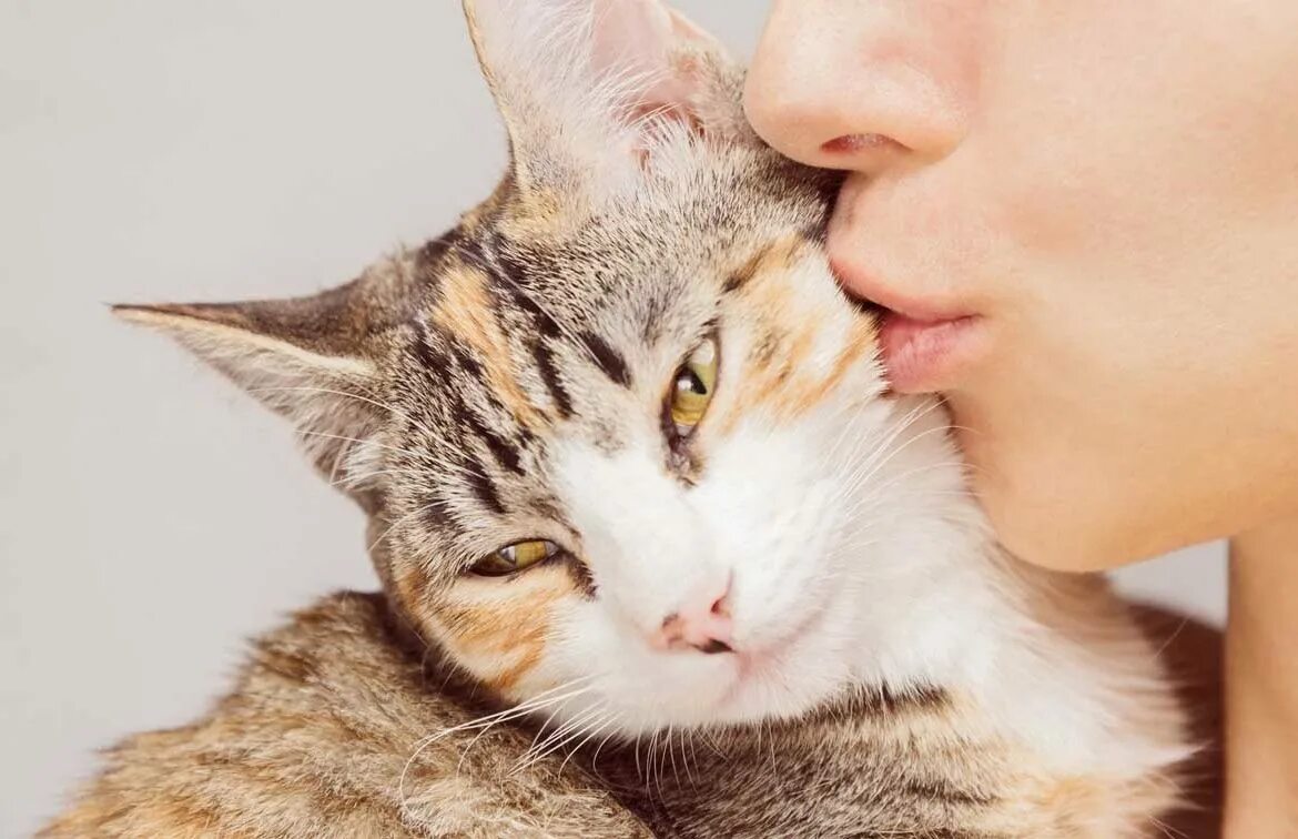 Какой любимый кот. Кот целует. человек целует кота. девочка целует кота.