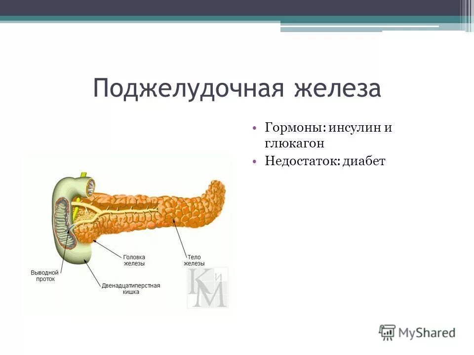 Инсулин гормон какой железы. Инсулин гормон какой железы