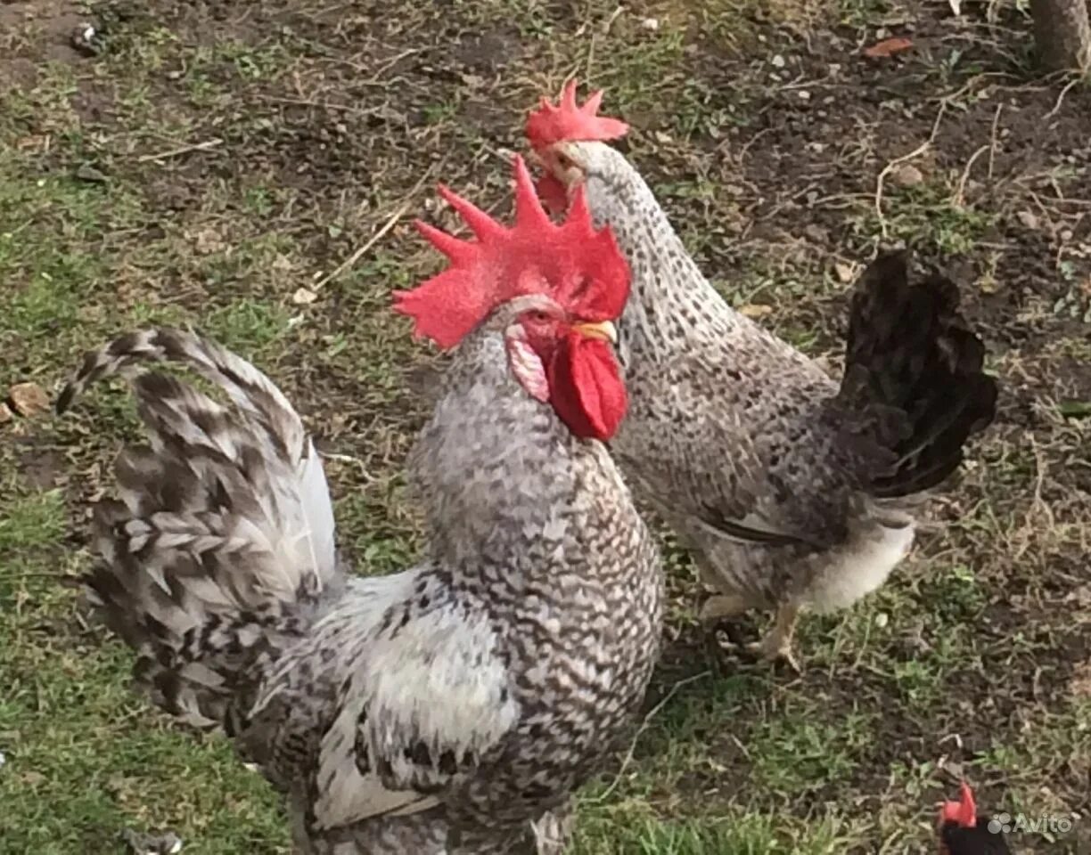 ставрополье куры. куры аллероевская серебристая. ставропольские куры. чешский доминант куры. куры несушки доминант.