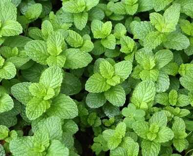 Just mint