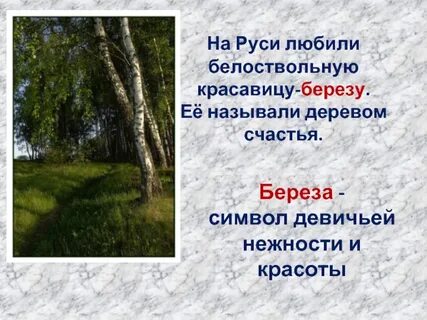 Береза безударная