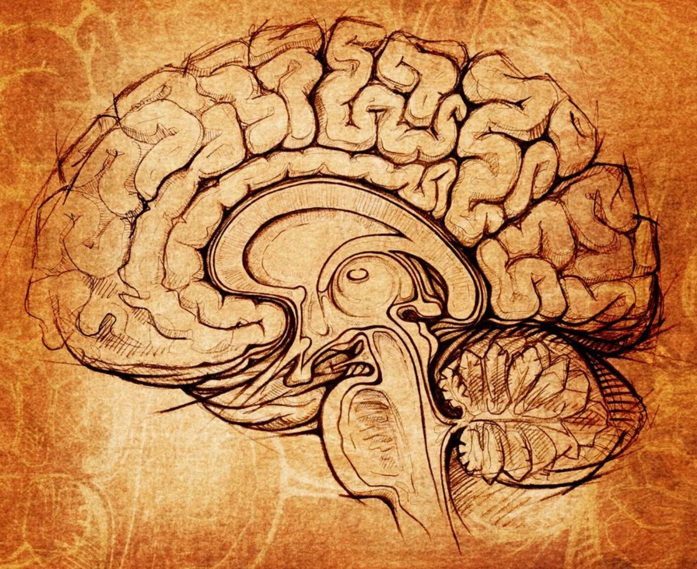 Brain 62. Леонардо да Винчи мозг человека. Мозг рисунок Леонардо да Винчи. Мозг строение Леонардо да Винчи. Мозг человека арт.