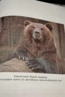 Рассказ о камчатском медведе 5 класс
