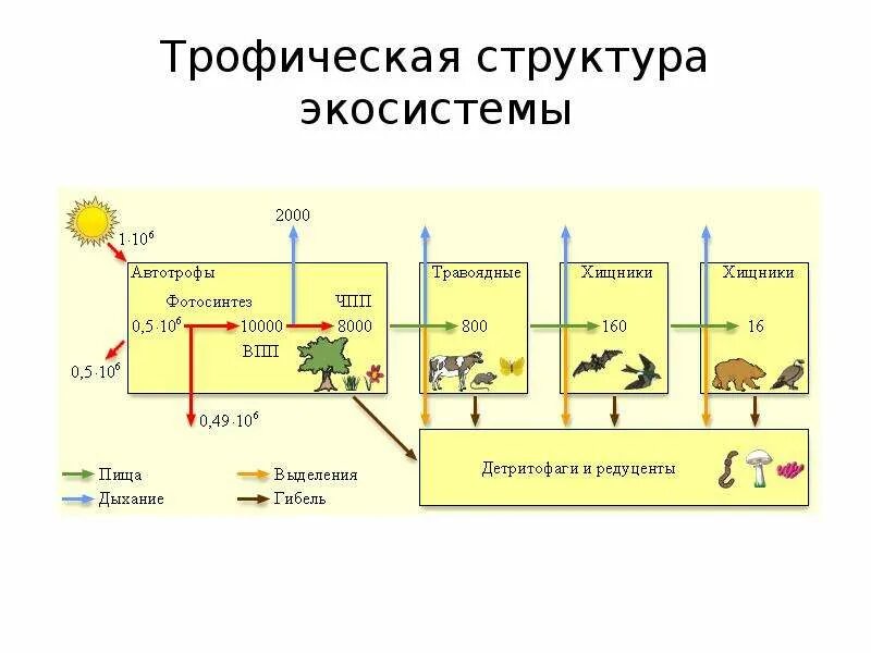 Трофическая структура сообщества. Структура экосистемы трофическая структура. Экосистема. Трофическая структура экосистем. Трофическая структура экосистемы схема. Трофическая структура экосистемы кратко.