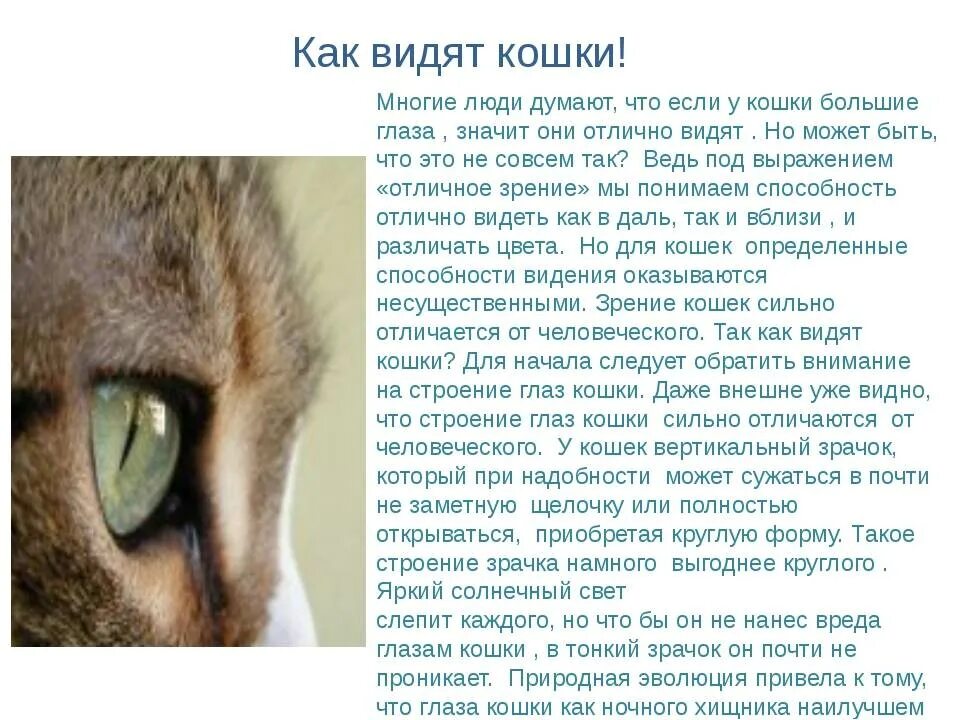 Как видят мир коты
