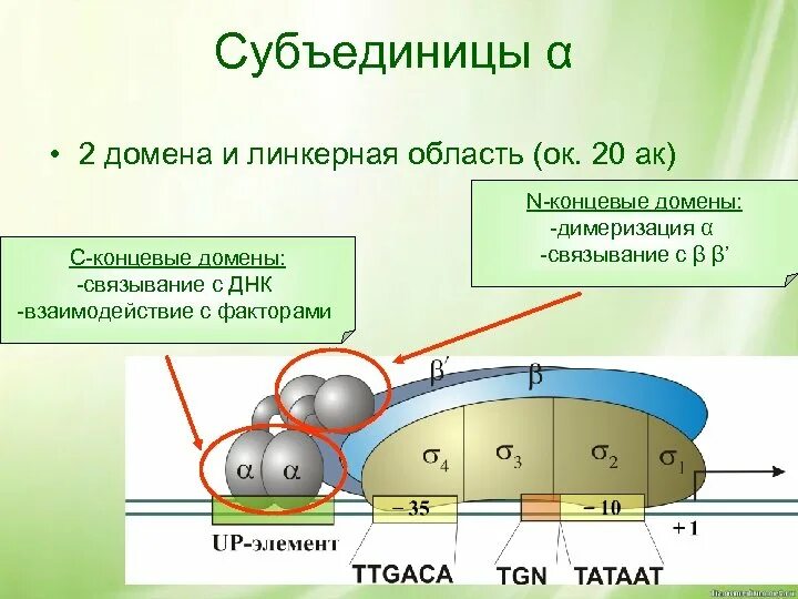 Полимеразы прокариот. РНК полимеразы прокариот. РНК полимераза эукариот и прокариот. РНК-полимераза прокариот. Строение и функции.. ДНК полимеразы прокариот функции.