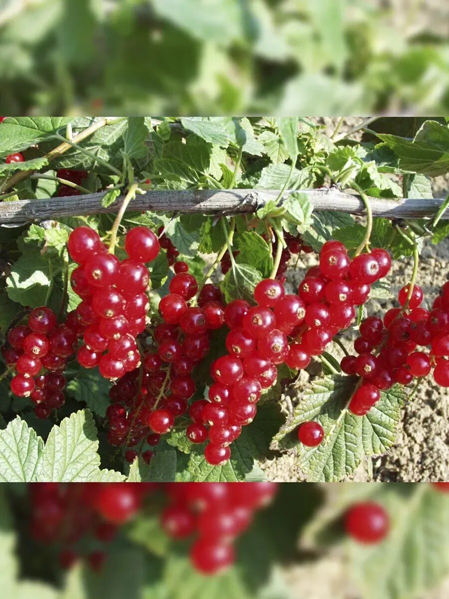 Какой размер смородины. Смородина мармеладница. сорт смородины мармеладница. смородина красная (ribes rubrum `rolan`). смородина красная мармеладная.
