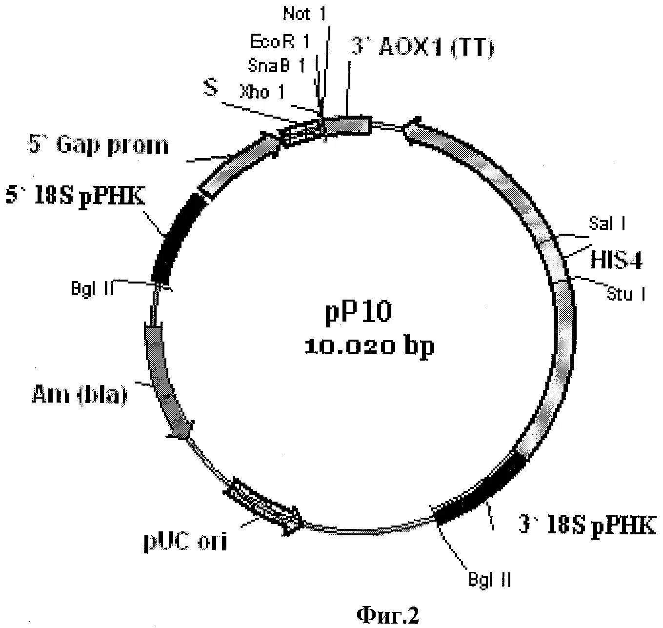 Схема получения рекомбинантной плазмиды. Рекомбинантных плазмид. Получение рекомбинантной плазмиды. Создание рекомбинантной плазмиды.