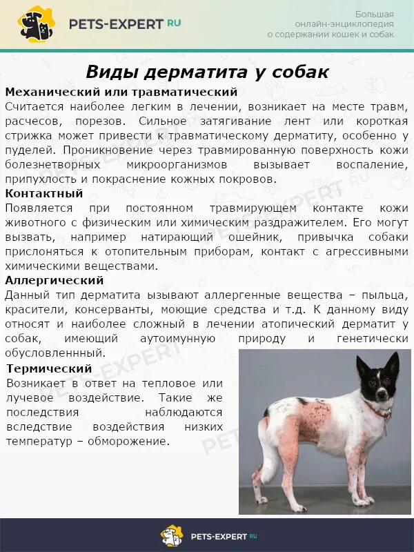 Картинки ДЕРМАТИТ У СОБАК ПРЕПАРАТЫ