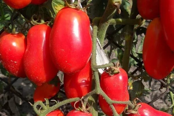 Семена Крыма Томат Абаканский Розовый