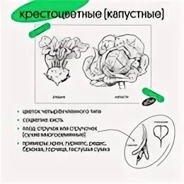 Вебиум подготовка к егэ. Вебиум биология ЕГЭ. Вебиум биология ЕГЭ 2023. ВЕБИНАРИУМ ЕГЭ биология. Расписание Вебиум биология ЕГЭ.