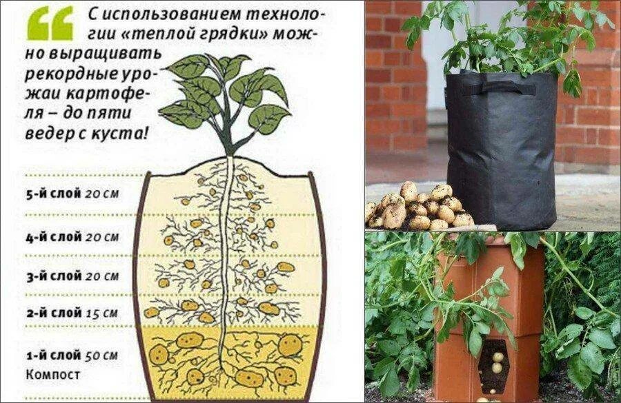 Посадка картошки в домашних условиях. Картошка в бочке вырастить. Посадка картофеля в мешках. Посадка картошки в бочках. Сажаем картошку в мешках.