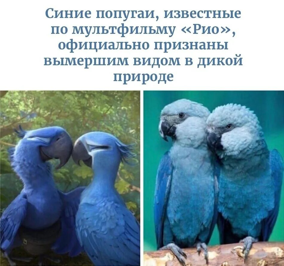 Сколько попугаев в мире. Голубой попугай ара. Голубой попугай Рио вымер. Голубой ара вымерший вид. Птица голубая ара.