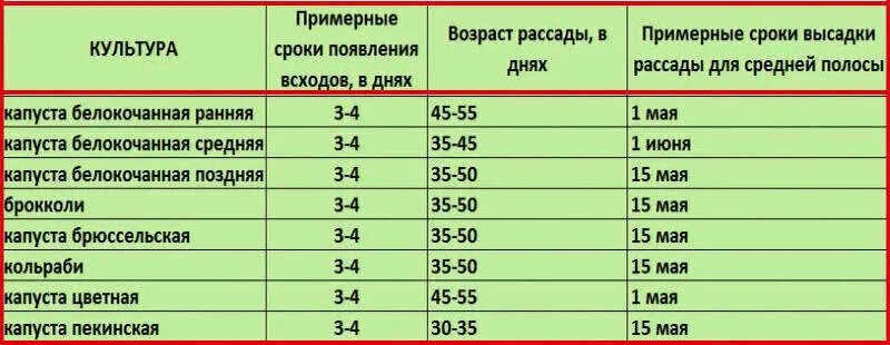 Какого числа надо сажать. Сроки высадки в грунт рассады поздней капусты. Когда сажать позднюю капусту в открытый грунт рассадой. Когда высаживать рассаду капусты. Сроки посева семян капусты на рассаду.