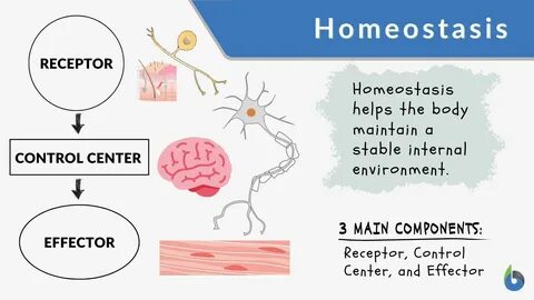 Homeostasis - Definition and Examples - Biology Online Dictionary.