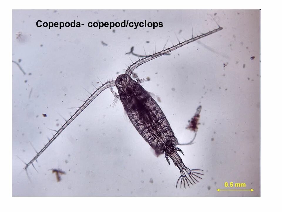 Отряд Copepoda – веслоногие. Циклоп зоопланктон. Copepoda диаптомус. Веслоногие ракообразные (Copepoda). Циклоп в водоеме