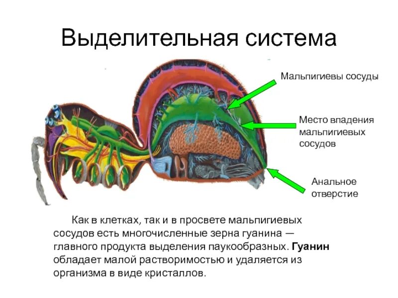 Какое выделение у паукообразных. Класс паукообразные дыхательная система. дыхательная система паукообразных 7 класс. органы дыхания паукообразных 7 класс. выделительная система мальпигиевы сосуды.
