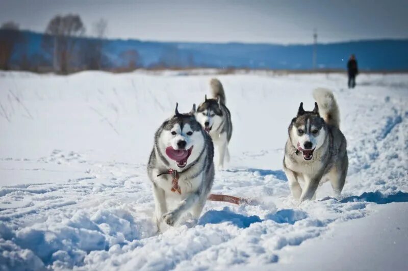 Хаски на севере. Сибирская ездовая лайка хаски. Сибирский маламут -сибирский хаски. Хаски на севере. Ездовые собаки на аляске.