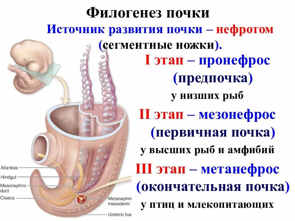 Стадии эмбриогенеза почки. Функция жировой капсулы почки. Эмбриогенез органов мочевой системы. Эмбриогенез стадия развития почек. Эмбриогенез почки человека.