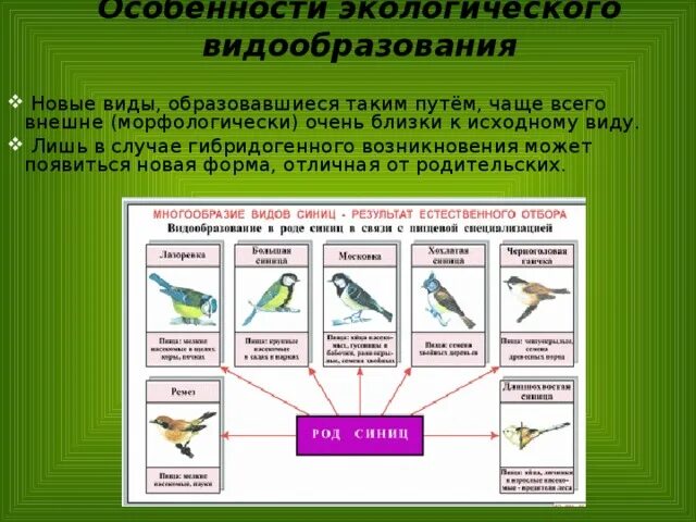 Экологическая форма видообразования. Экологический путь видообразования. Экологическое видообразование примеры. Характеристика географического и экологического видообразования. Возникновение экологической изоляции