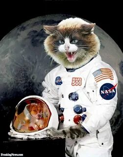 День космонавтики коты