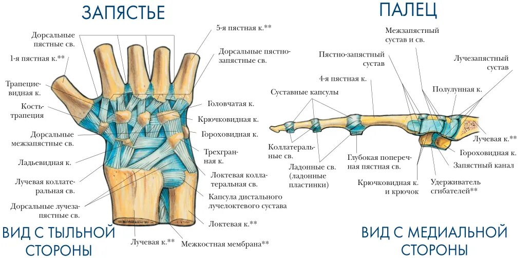 Что значит связки. Запястно-пястный сустав связки. Кисть руки анатомия строение сустава. Связки лучезапястного сустава анатомия. Сухожилия лучезапястного сустава анатомия.