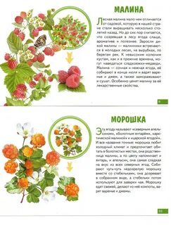Чтение про ягоды