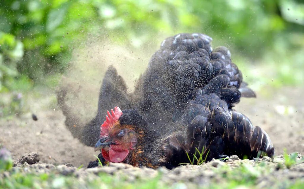 Chicken dust. Chicken dust