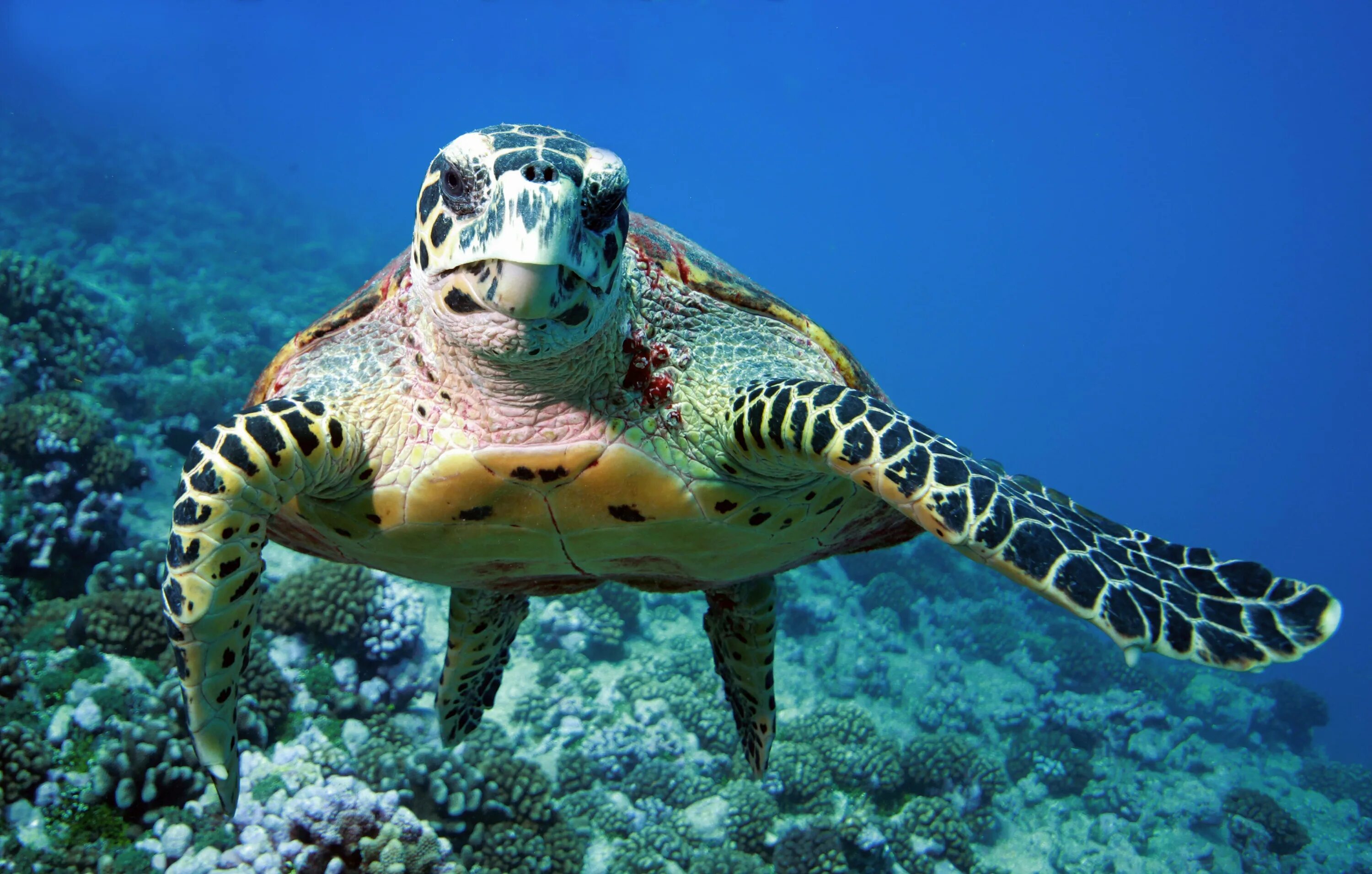 Никтон. Морская черепаха бисса. Нектон черепахи. Морские черепахи Тихого океана. Бисса черепаха красное море.