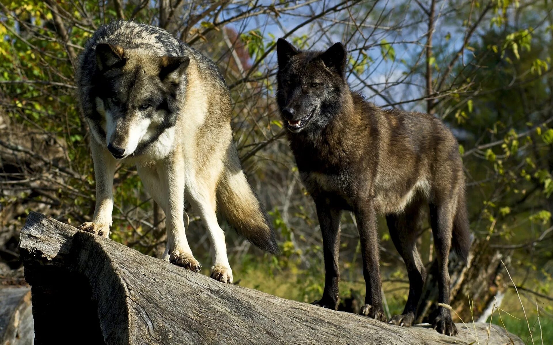 Родина дружелюбного волка. Canis Lupus cubanensis. Кавказский волк. Моголлонский волк. Камчатский волк.