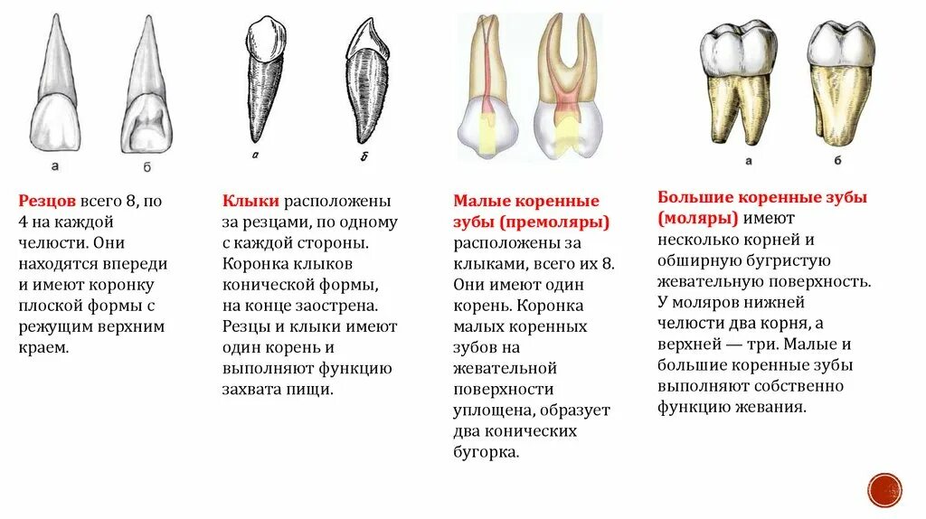 Клыки поверхность зуба