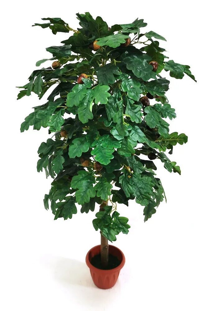 Дерево миниатюра. Бонсай дуб. Ламинат madera parket 1411102 дуб айвори. Банзай китайское дерево. Мини дуб.