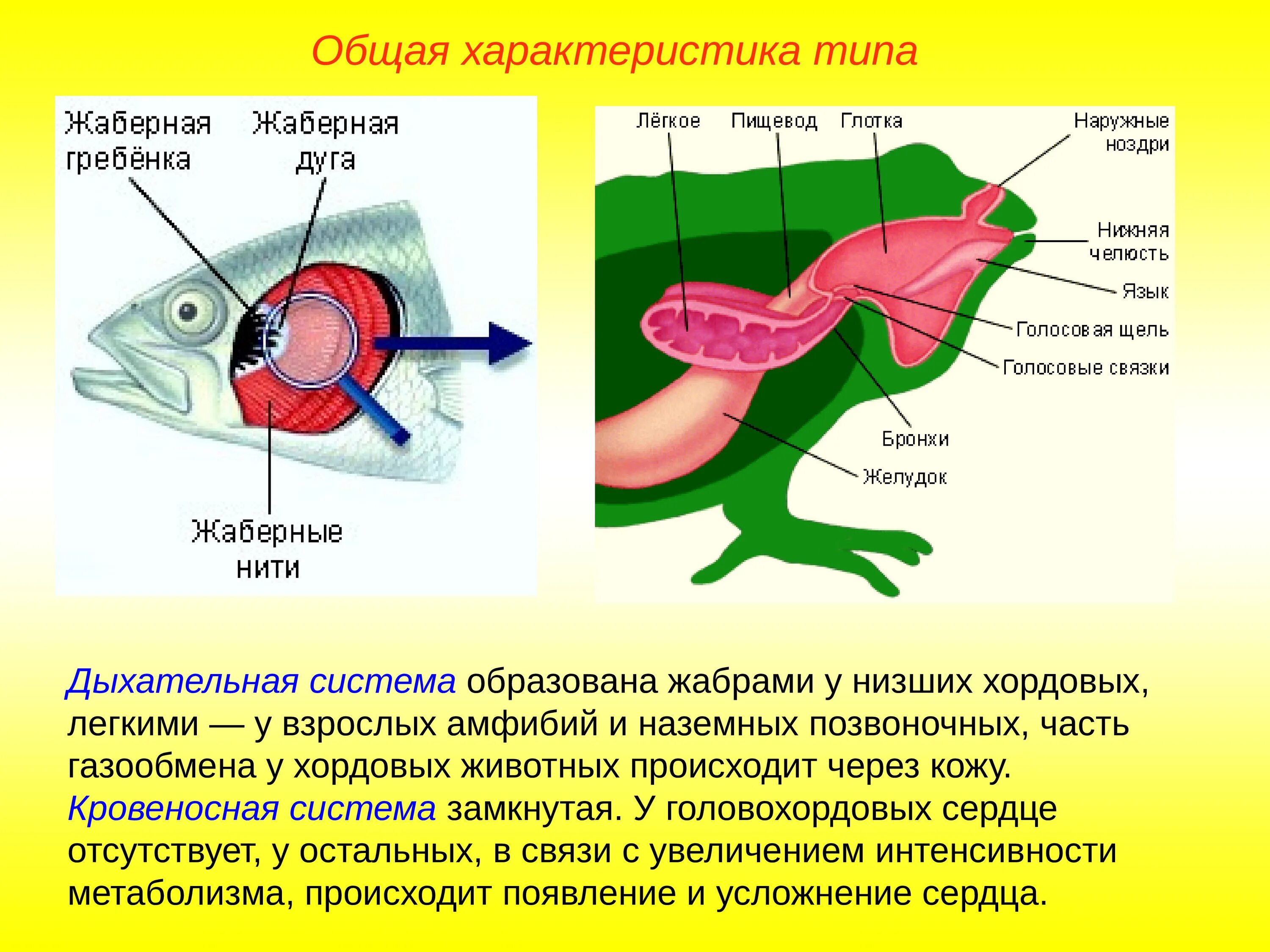 Легочное дыхание у хордовых. Дыхательная и кровеносная система хордовых. Замкнутая кровеносная система позвоночных. Кровеносная система хордовых животных. Органы дыхания наземных позвоночных.