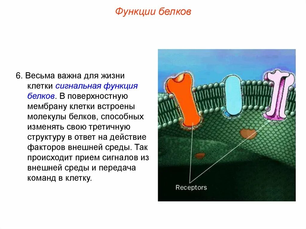 Какие функции выполняют белки мембран. Сигнальная функция белков мембраны клетки. Функции поверхностных белков мембраны. Поверхностный белок функции в мембране клетки. Рецепторная функция белка и сигнальная.