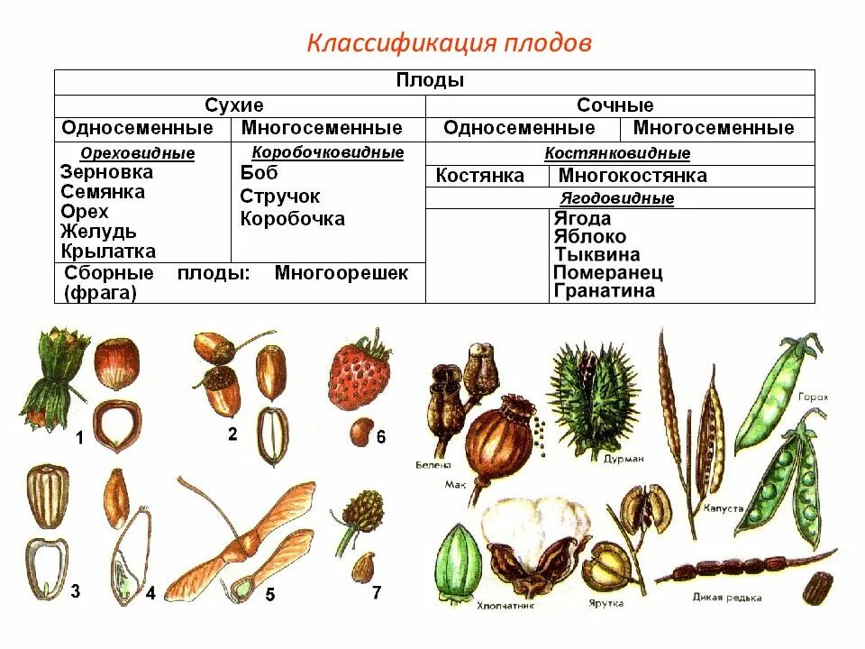 Пленчатый околоплодник. Классификация плодов Зерновка. Классификация плодов покрытосеменных растений. Плоды биология классификация плодов. Типы семян растений таблица.