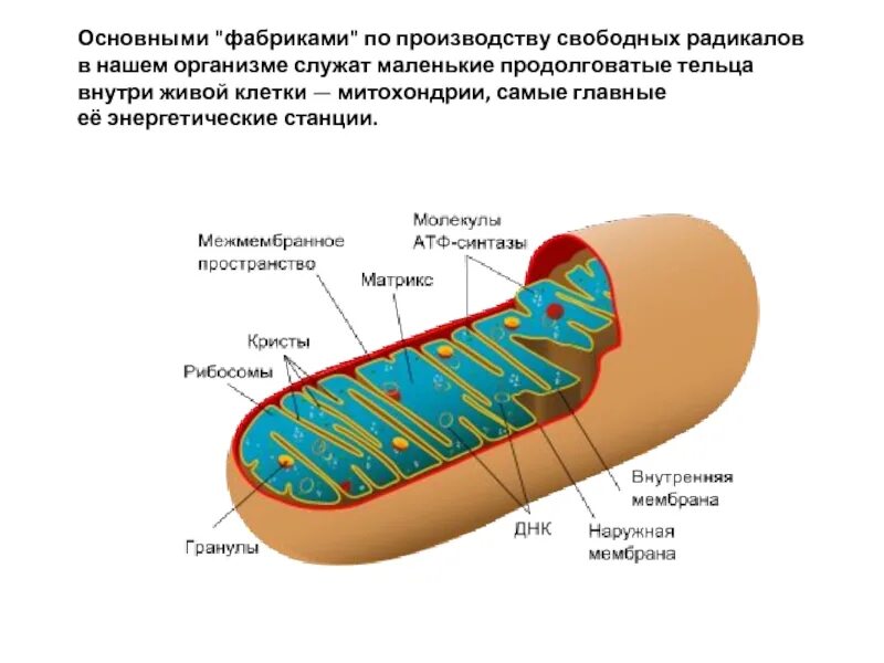 Какую функцию органоида выполняет митохондрия