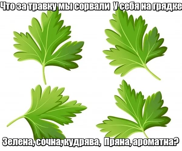 Петрушка загадка. Загадки про петрушку зелень. Стих про укроп для детей. Загадка про петрушку для детей. Загадка про укроп для детей.