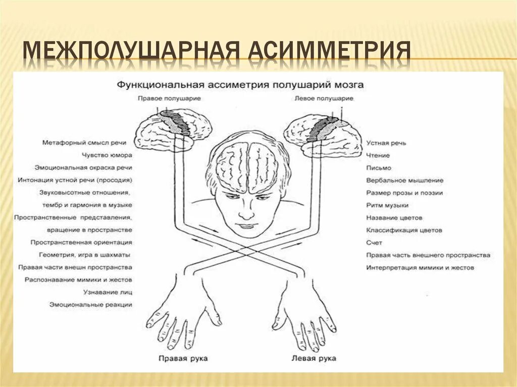 Почему зрение важнейшее формирование головного мозга. Упражнения для развития межполушарных связей головного мозга у детей. функциональная асимметрия мозга схема. межполушарная асимметрия мозга схема. гимнастика для межполушарного взаимодействия мозга.