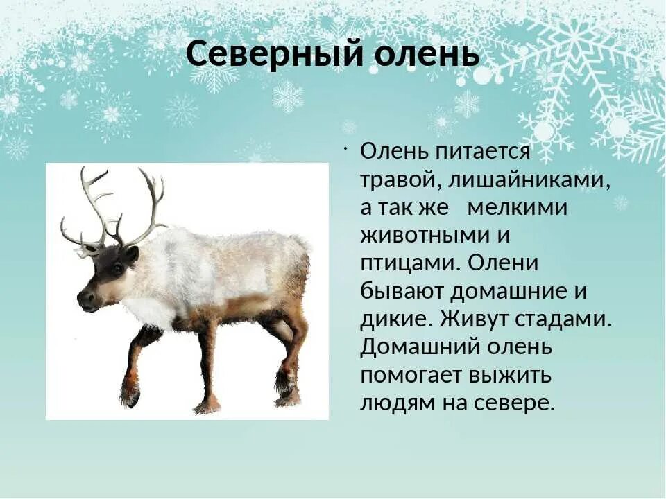 Северный олень описание. Рассказ о олене. Рассказ про Северного оленя. Рассказать детям о Северном олене.