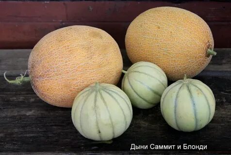 Формы дынь
