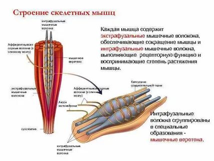 Параллельное положение относительно экстрафузального мышечного волокна занимают