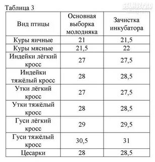 Инкубация цесарок