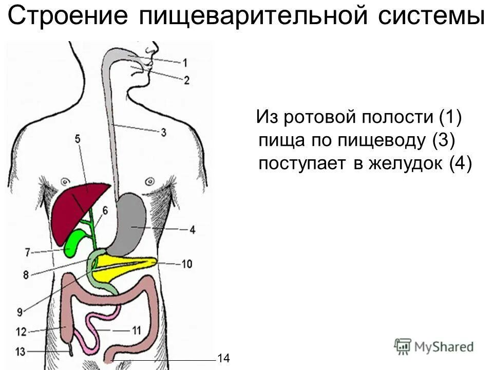 Пищевод процессы пищеварения