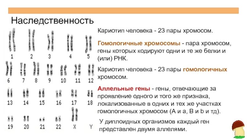 Количество хромосом в кариотипе человека